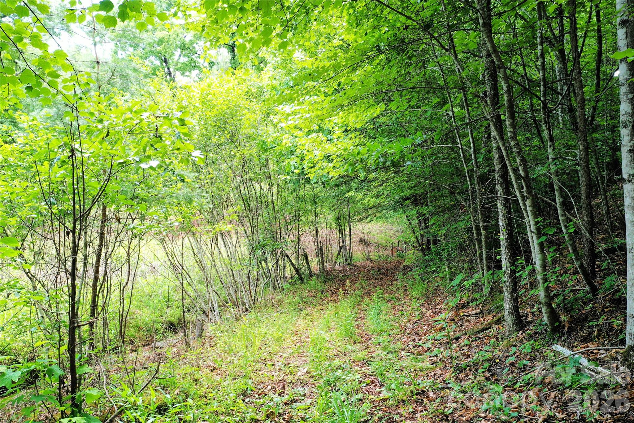 0 Herman Wilson Road Lake Lure, NC 28746 - Photo 16 of 22