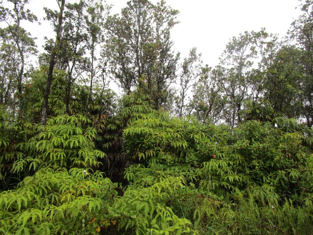 68 Ohialani Road Pahoa, HI 96778 - Photo 1 of 2 Gallery Image 1