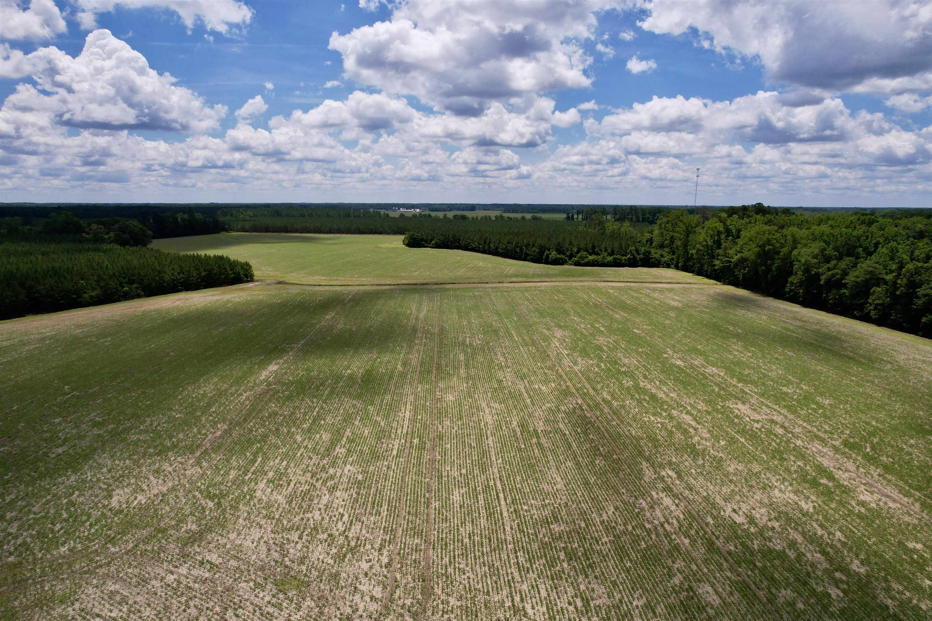 83.03-acres - Birch Creek Road Andrews, SC 29510 - Photo 16 of 25