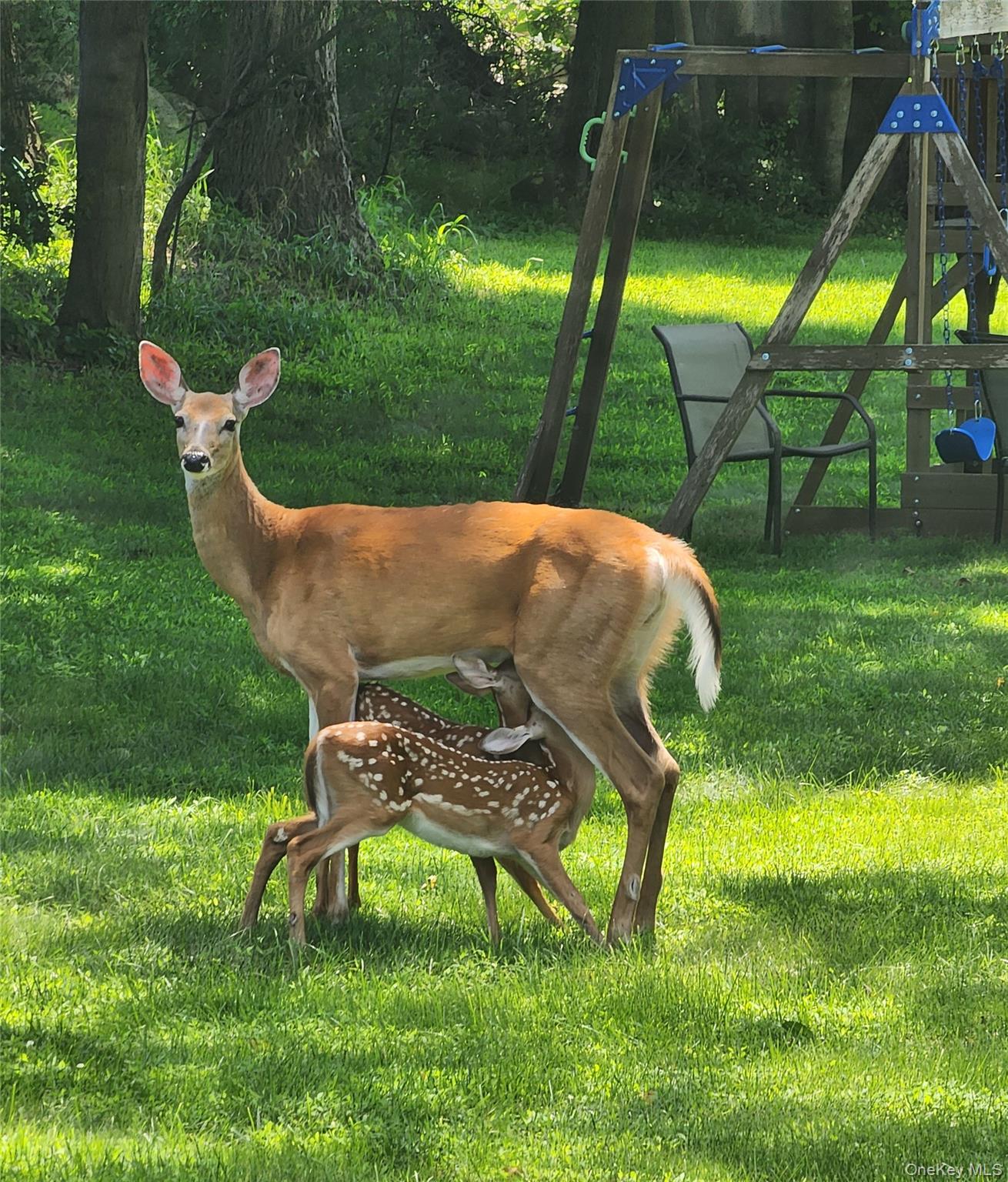 92 Hughson Road Carmel, NY 10512 - Photo 42 of 42 View of deer in yard