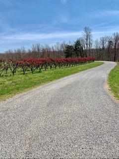 686 Basham Road Altamont, TN 37301 - Photo 86 of 87 Facetune_11-07-2019-20-18-01 (3)
