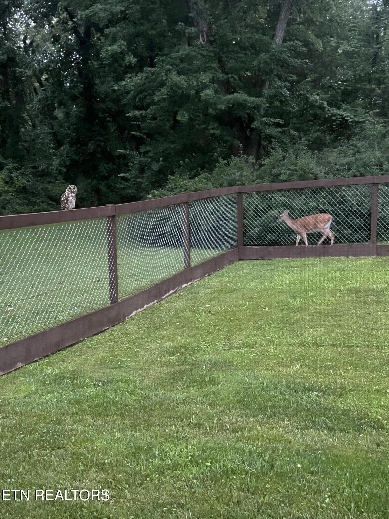 102 1/2 Meadow Road Oak Ridge, TN 37830 - Photo 16 of 18 Backyard 3