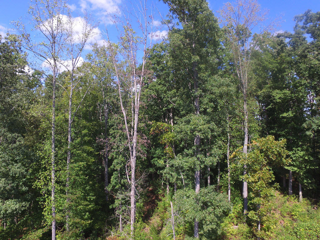 Lot 133 Tumbleweed Trail Rutledge, TN 37861 - Photo 12 of 14 DJI_0069