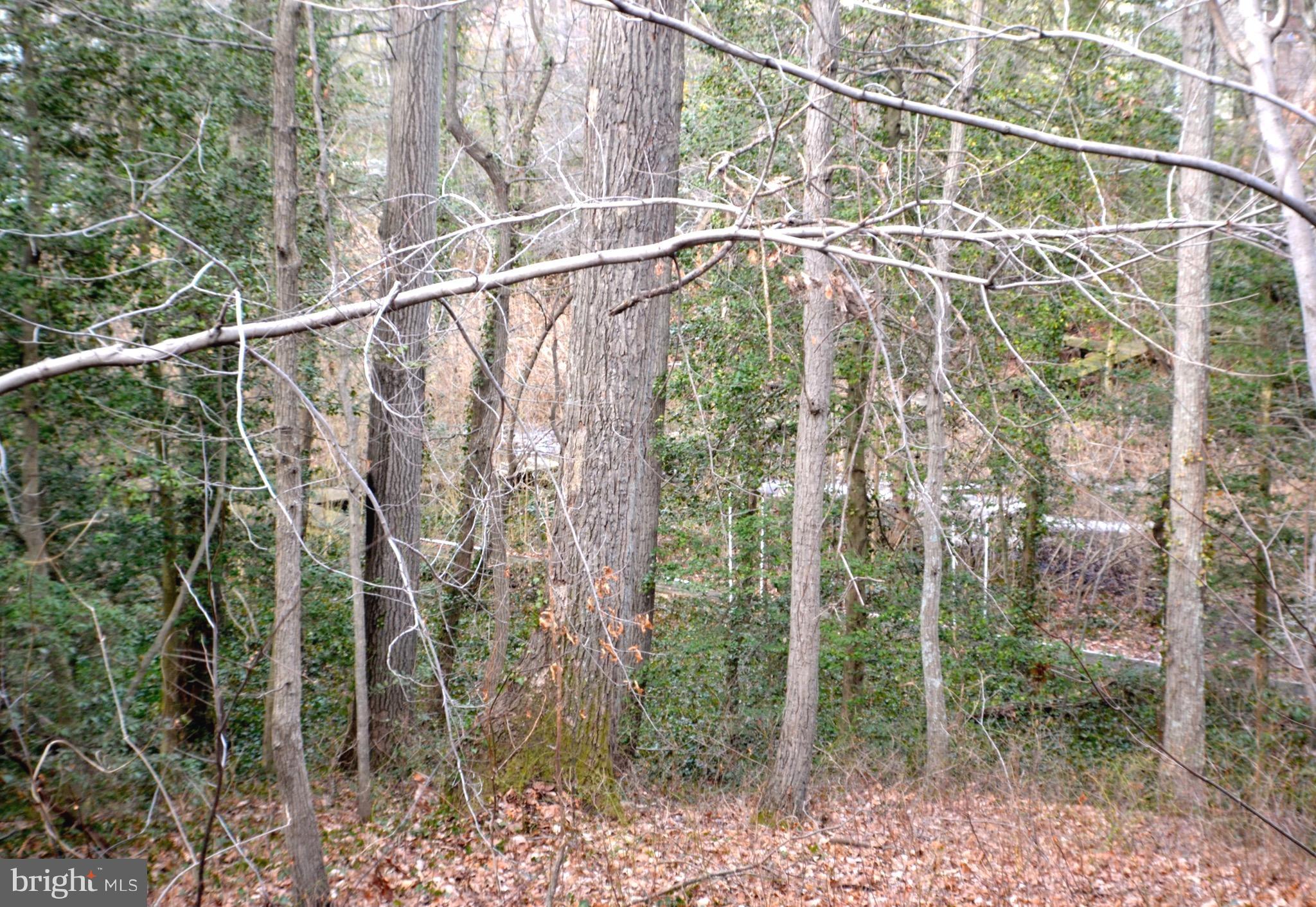 715 Hilltop Road Arnold, MD 21012 - Photo 4 of 27 Trail & Walkway From House to the Water