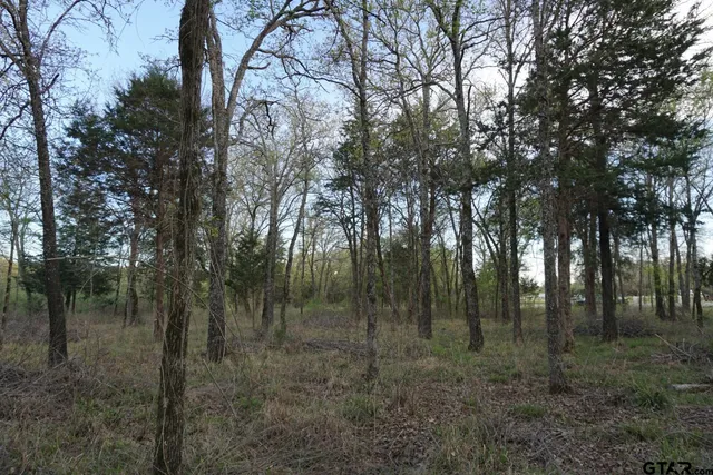 a view of a forest with trees in the background