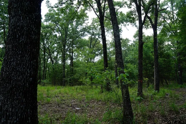 a view of a lush green forest