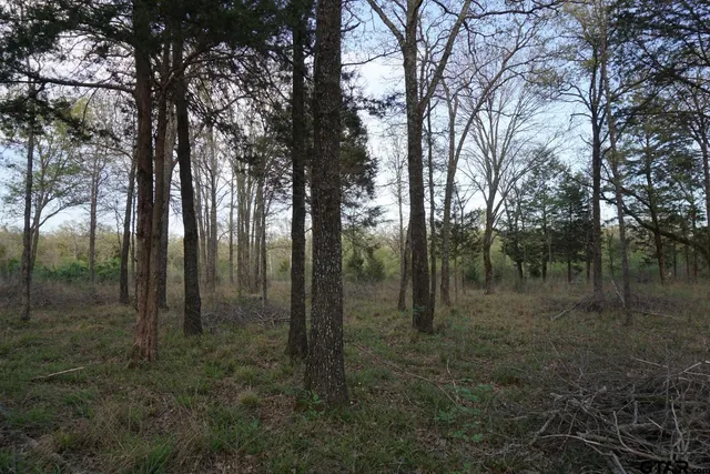 a view of a forest with trees in the background