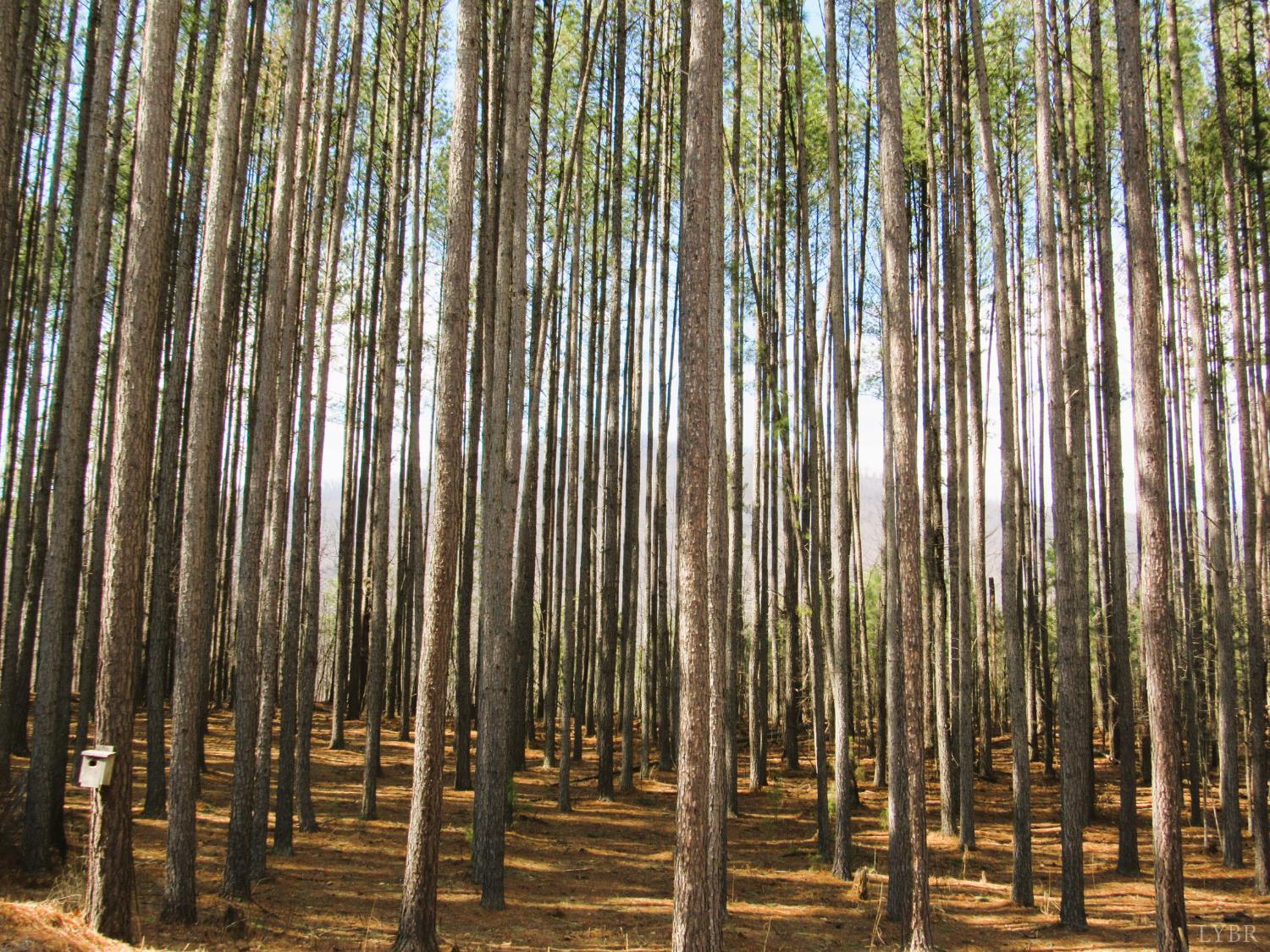 3324 Laurel Road Shipman, VA 22971 - Photo 34 of 38