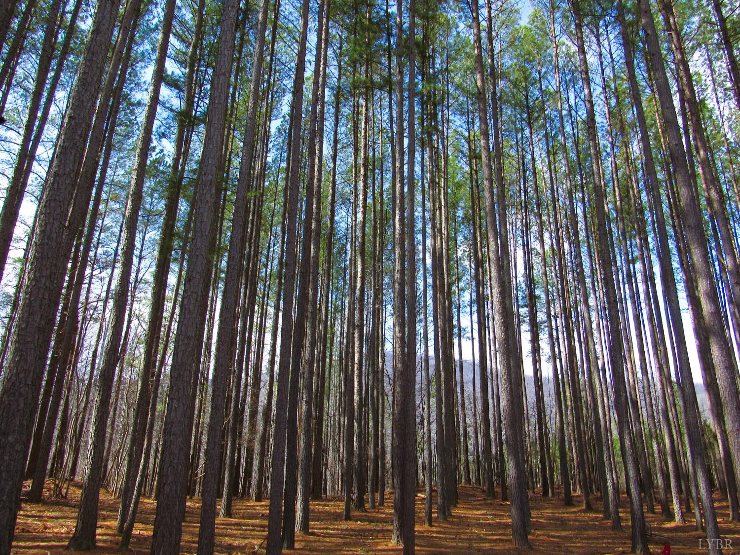 3324 Laurel Road Shipman, VA 22971 - Photo 36 of 38