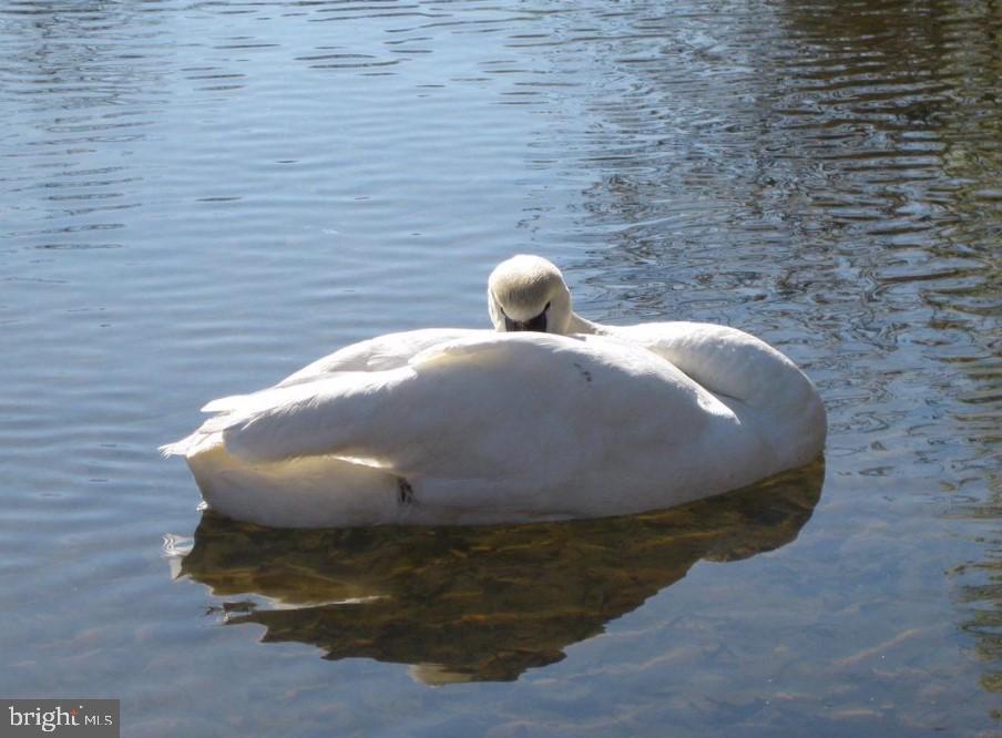 106 Chesterfield Court Locust Grove, VA 22508 - Photo 49 of 59 It's another beautiful day at the lake!
