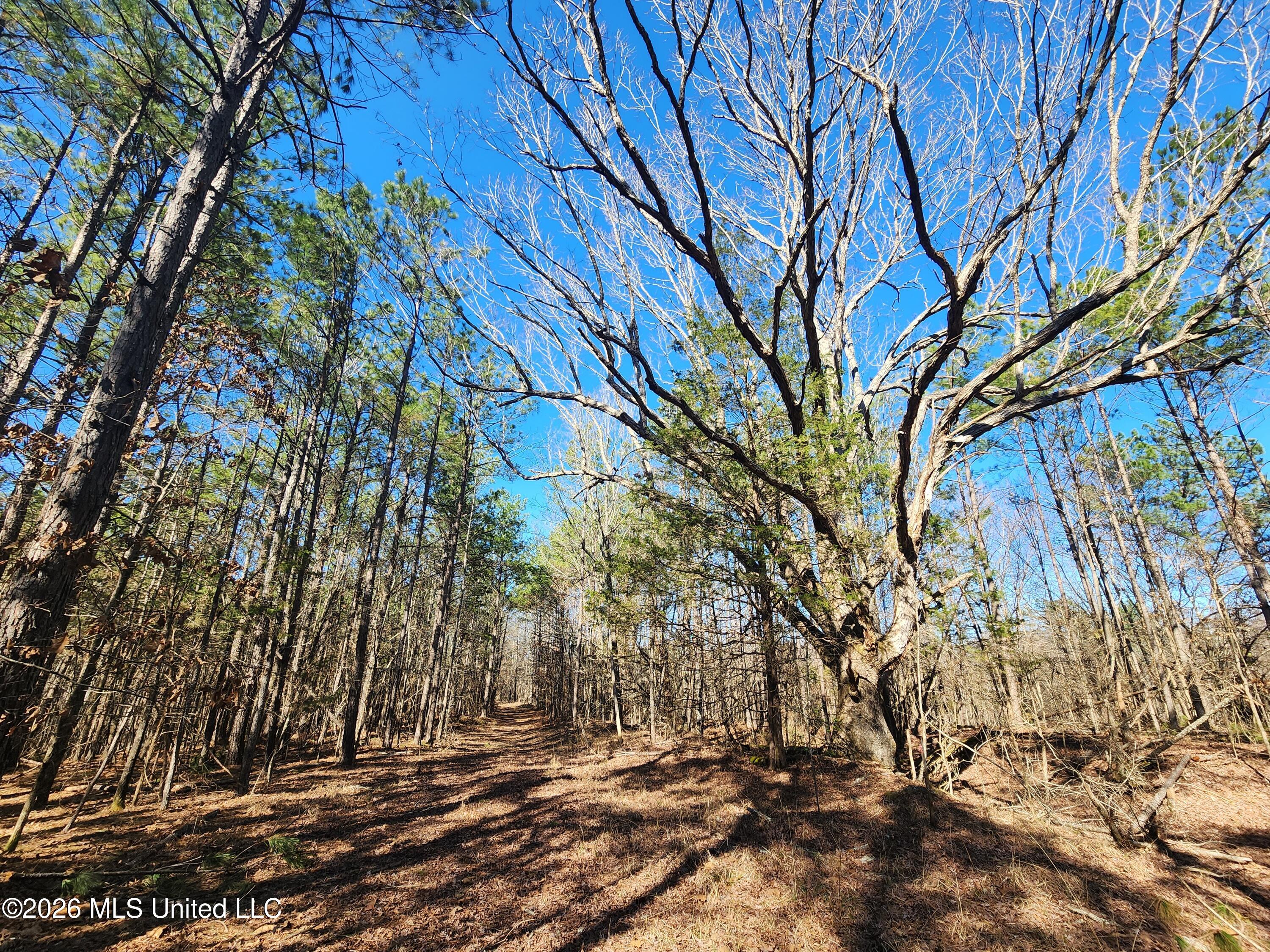 4196 Wyatte-Tyro Road Senatobia, MS 38668 - Photo 13 of 20 20260227_142439