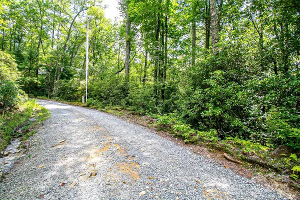 a view of a road with plants and trees