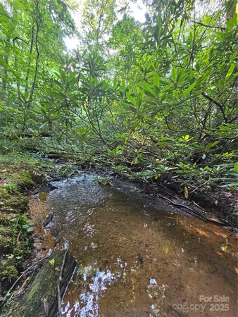 a view of a forest with a tree