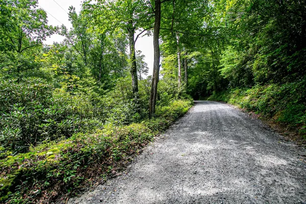 a view of a yard with plants and trees