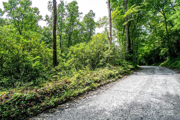 a view of a garden with plants