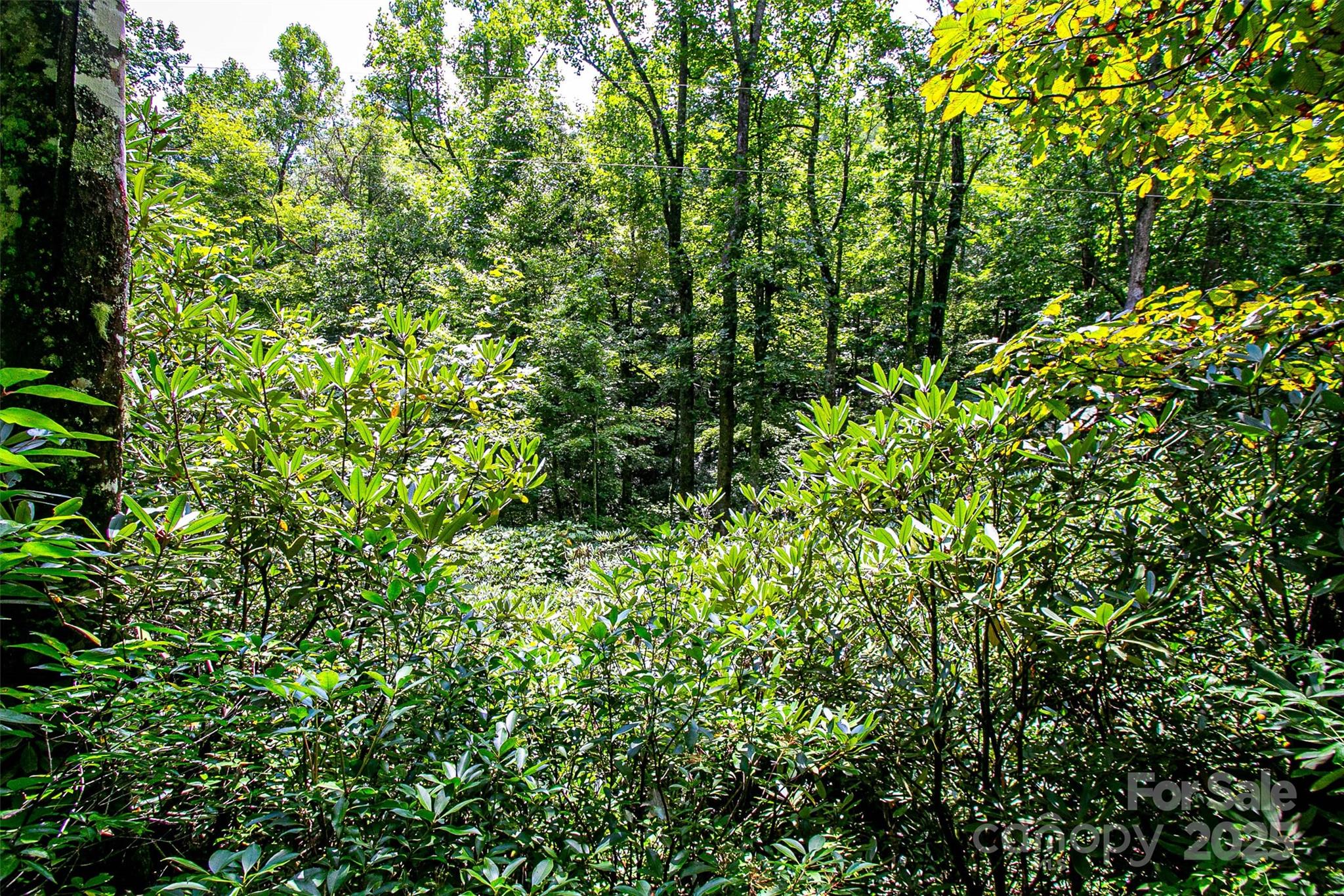 0 Happy Acres Road Brevard, NC 28712 - Photo 6 of 23 a view of a lush green forest
