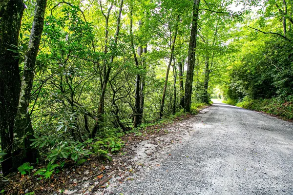 a view of a forest with trees