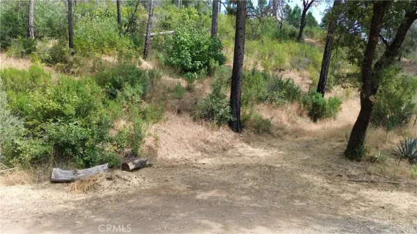 a view of a forest with trees in the background