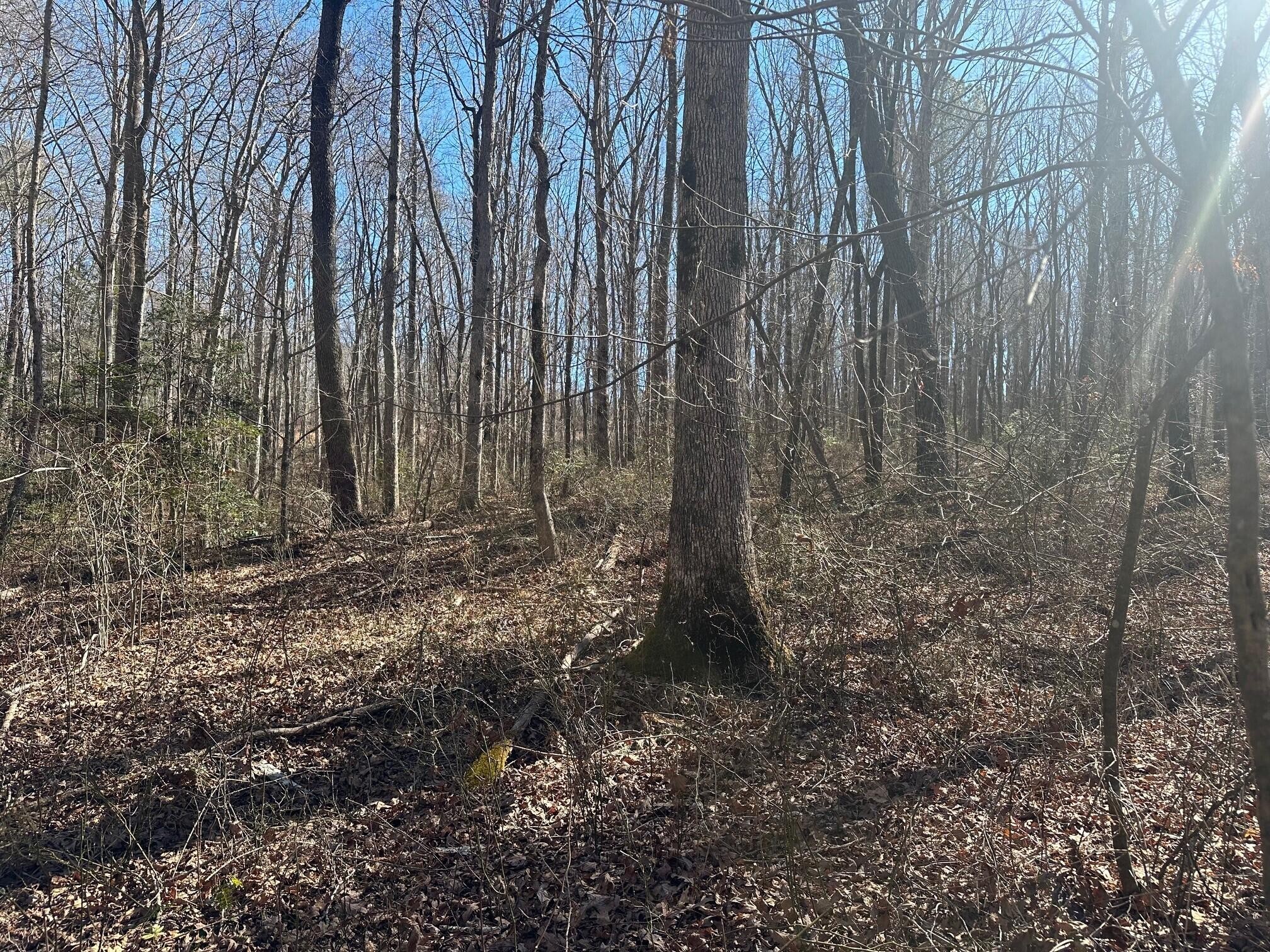 1 Newt Meeks Road Tracy City, TN 37387 - Photo 14 of 18 Gallery Image 14