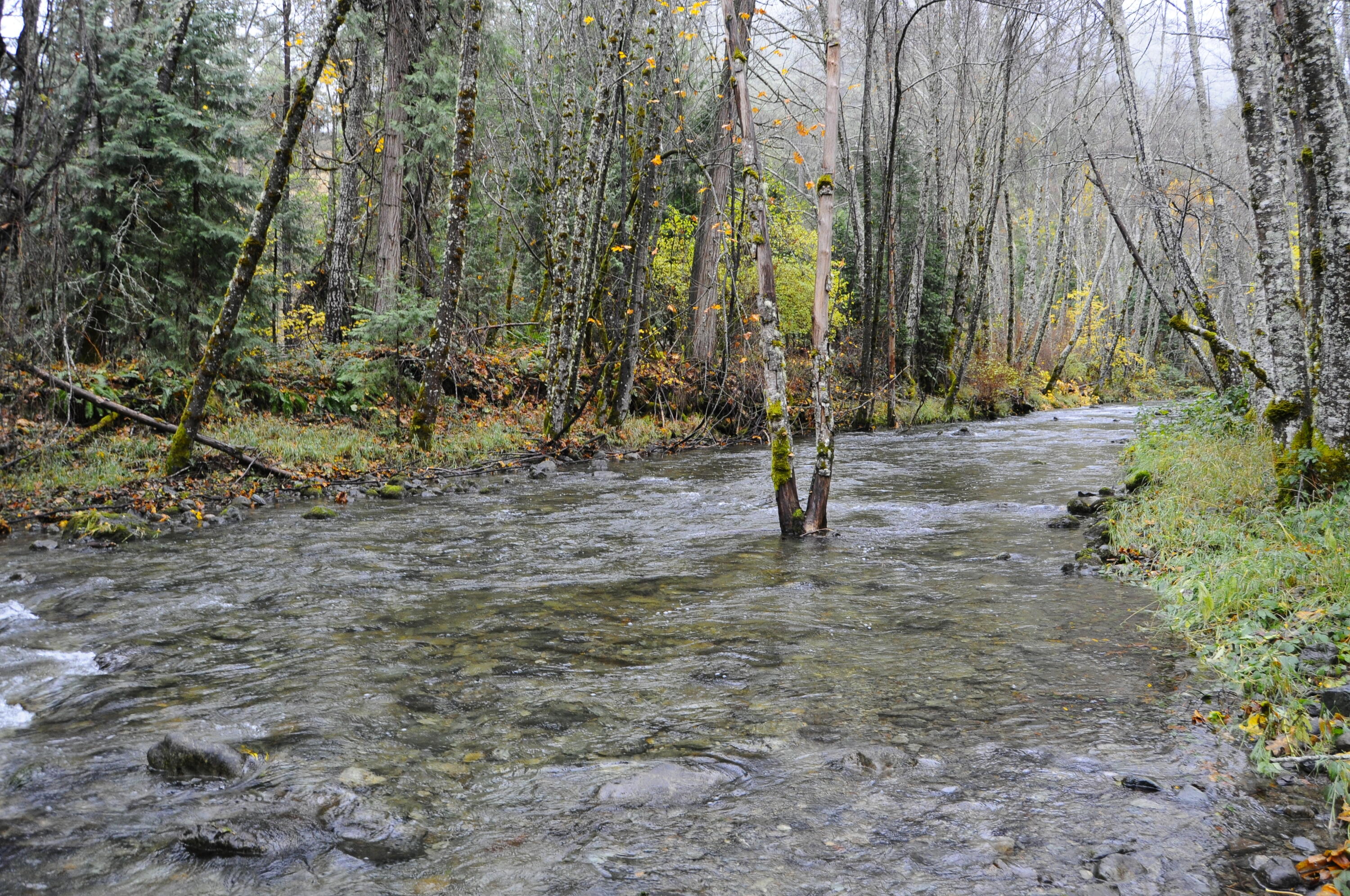 8843 Deer Creek Road Selma, OR 97538 - Photo 53 of 65 52