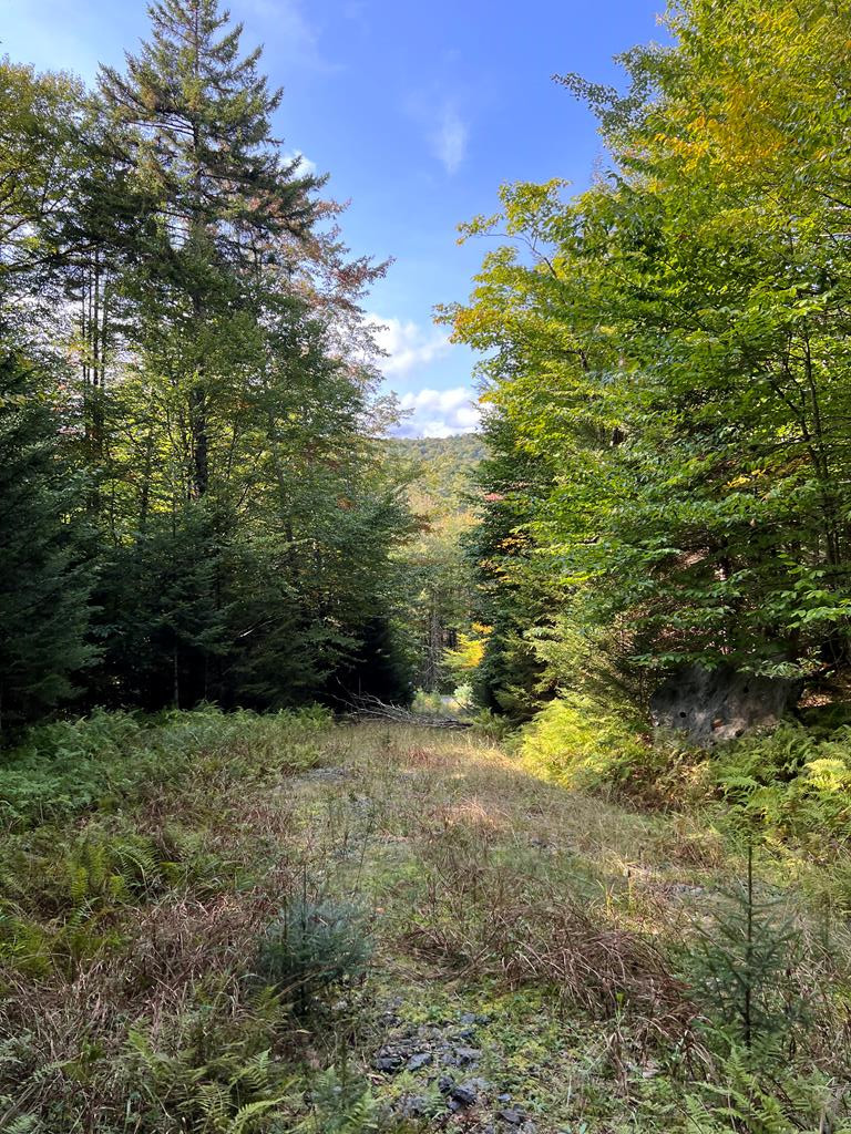 0 North Point Road Long Lake, NY 12847 - Photo 1 of 14 Gallery Image 1