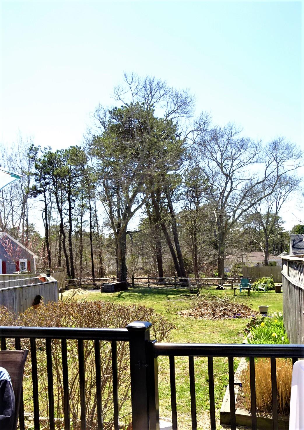 2032 State Highway Route Wellfleet, MA 02667 - Photo 3 of 33 a view of street with a yard