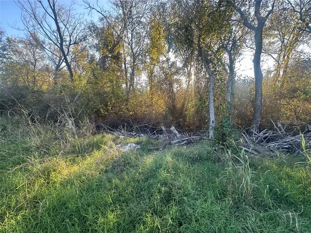 a view of a lush green forest