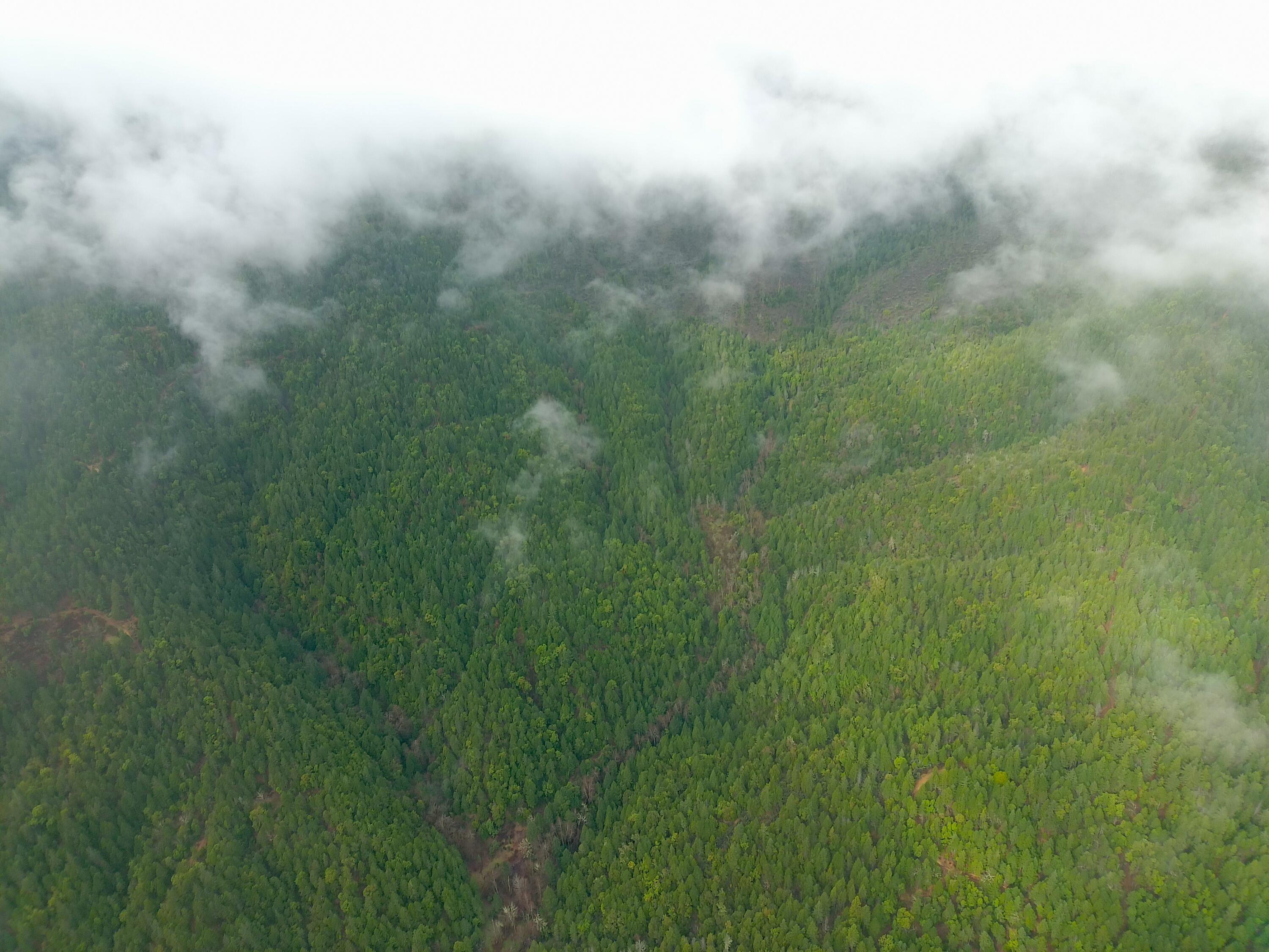 1802 Waters Creek Road Wilderville, OR 97543 - Photo 13 of 14 a view of a forest