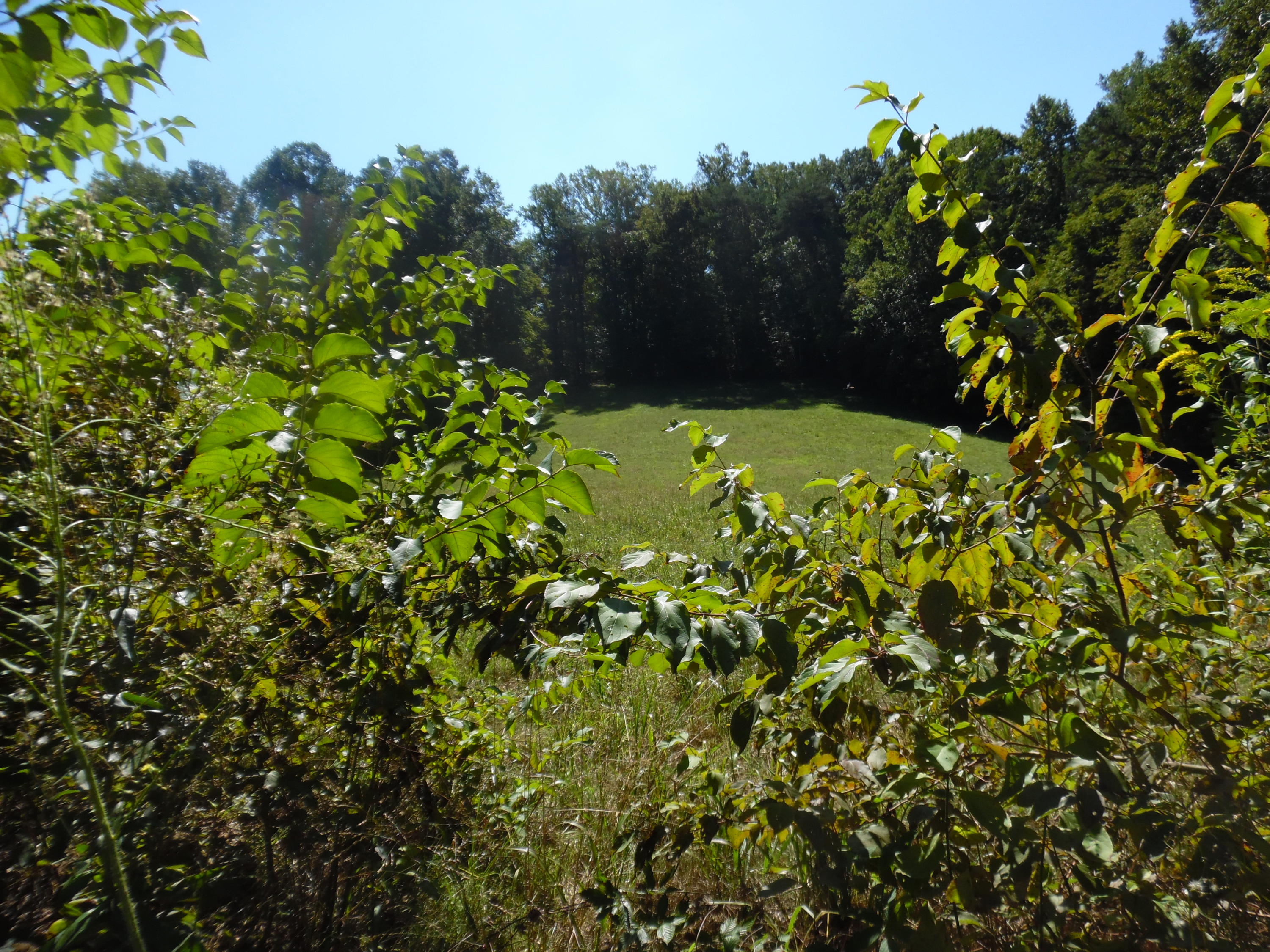 1425 Sulphur Springs Road Clinton, TN 37716 - Photo 30 of 37 Back of house View