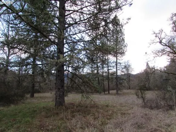 a view of a forest filled with trees
