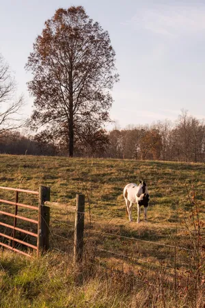 $1,100,000 | 136 Golf Course Road, Menlo, GA 30731