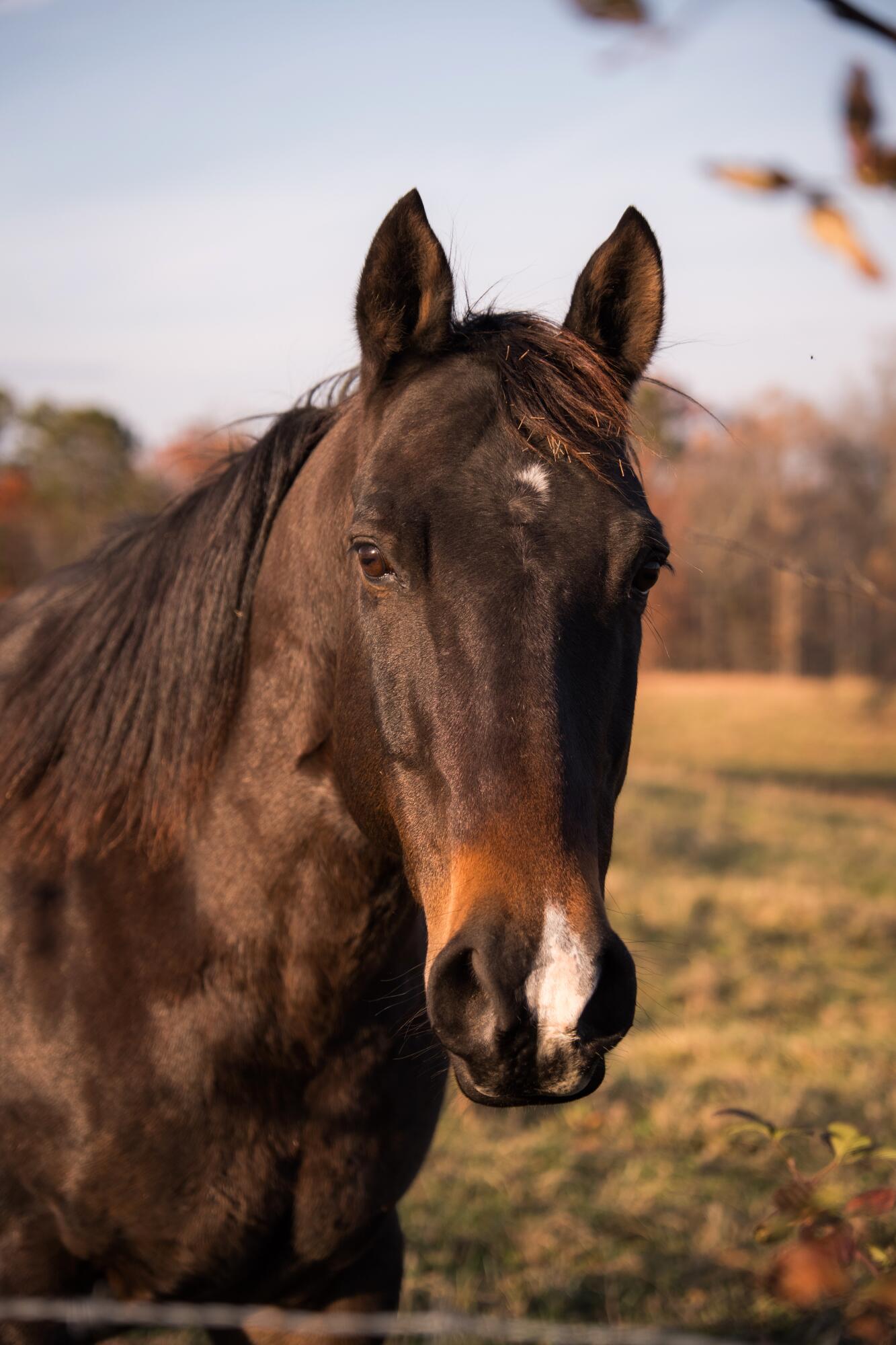 136 Golf Course Road Menlo, GA 30731 - Photo 34 of 43 CLP - 38