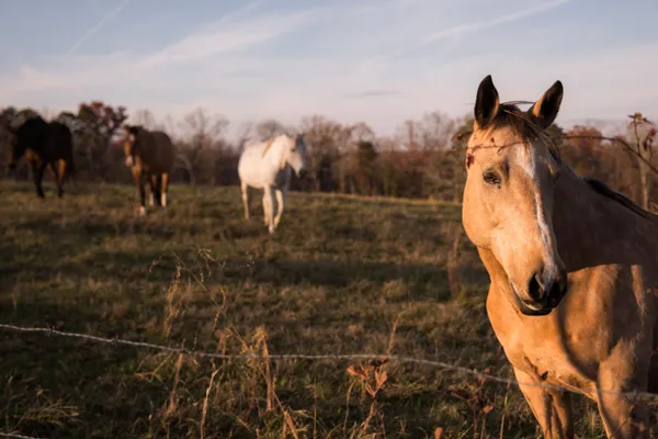 $1,100,000 | 136 Golf Course Road, Menlo, GA 30731