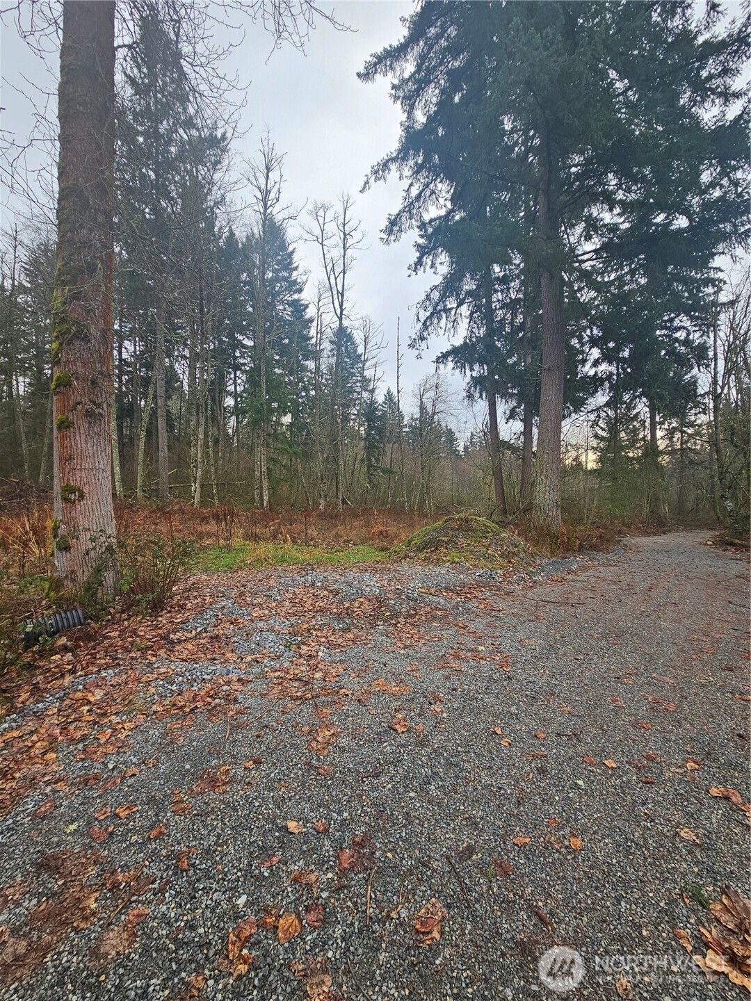 25933 96th Avenue East Graham, WA 98338 - Photo 3 of 7 a view of outdoor space with trees