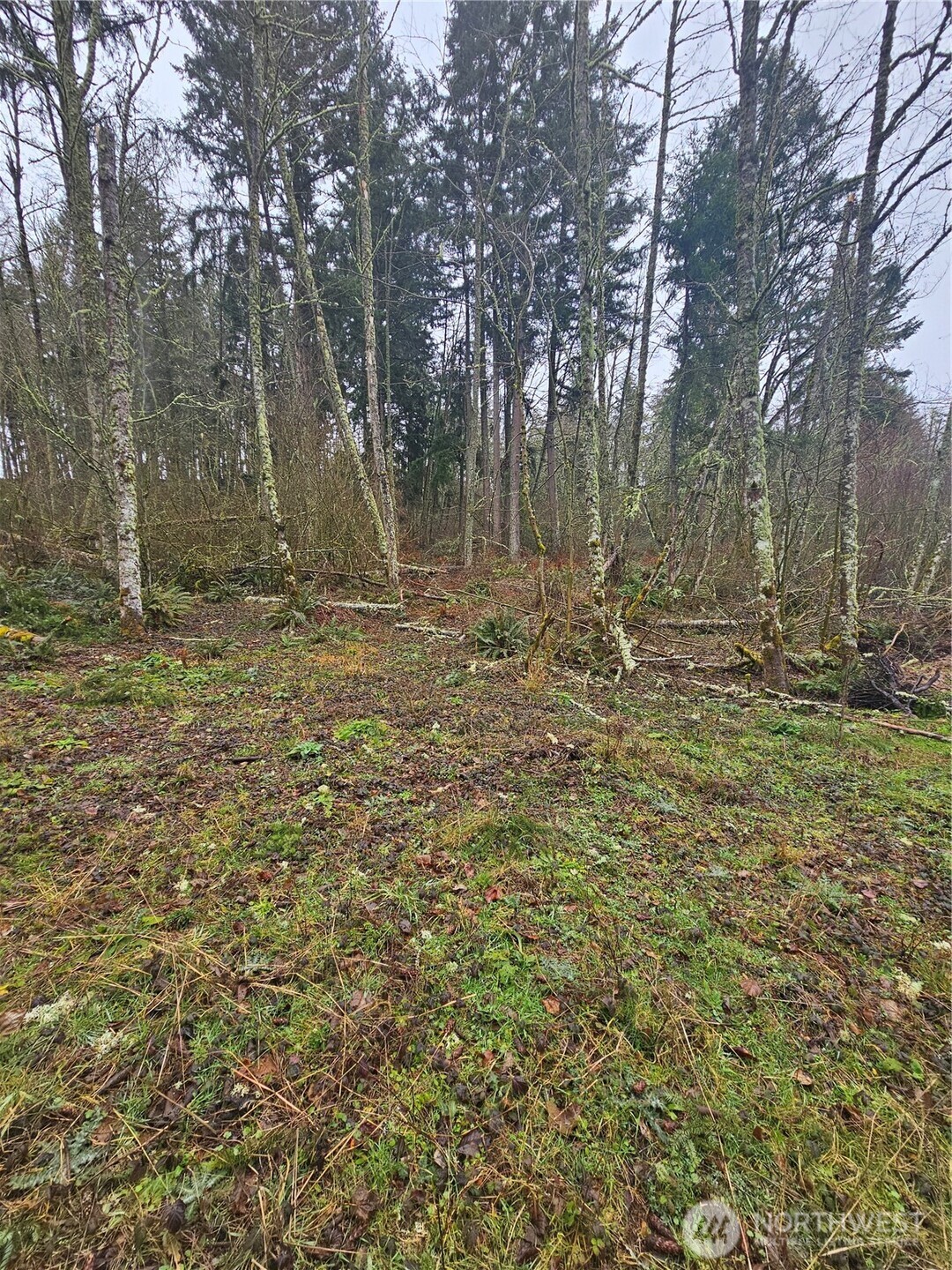 25933 96th Avenue East Graham, WA 98338 - Photo 7 of 7 a backyard of a house with lots of green space