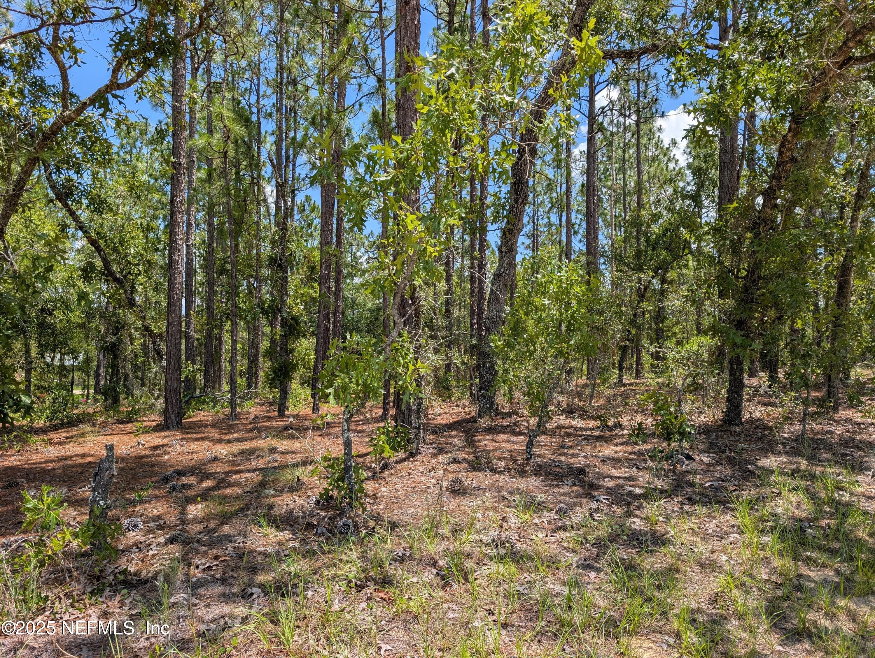 6218 Emory Avenue Keystone Heights, FL 32656 - Photo 5 of 7 a view of backyard with green space