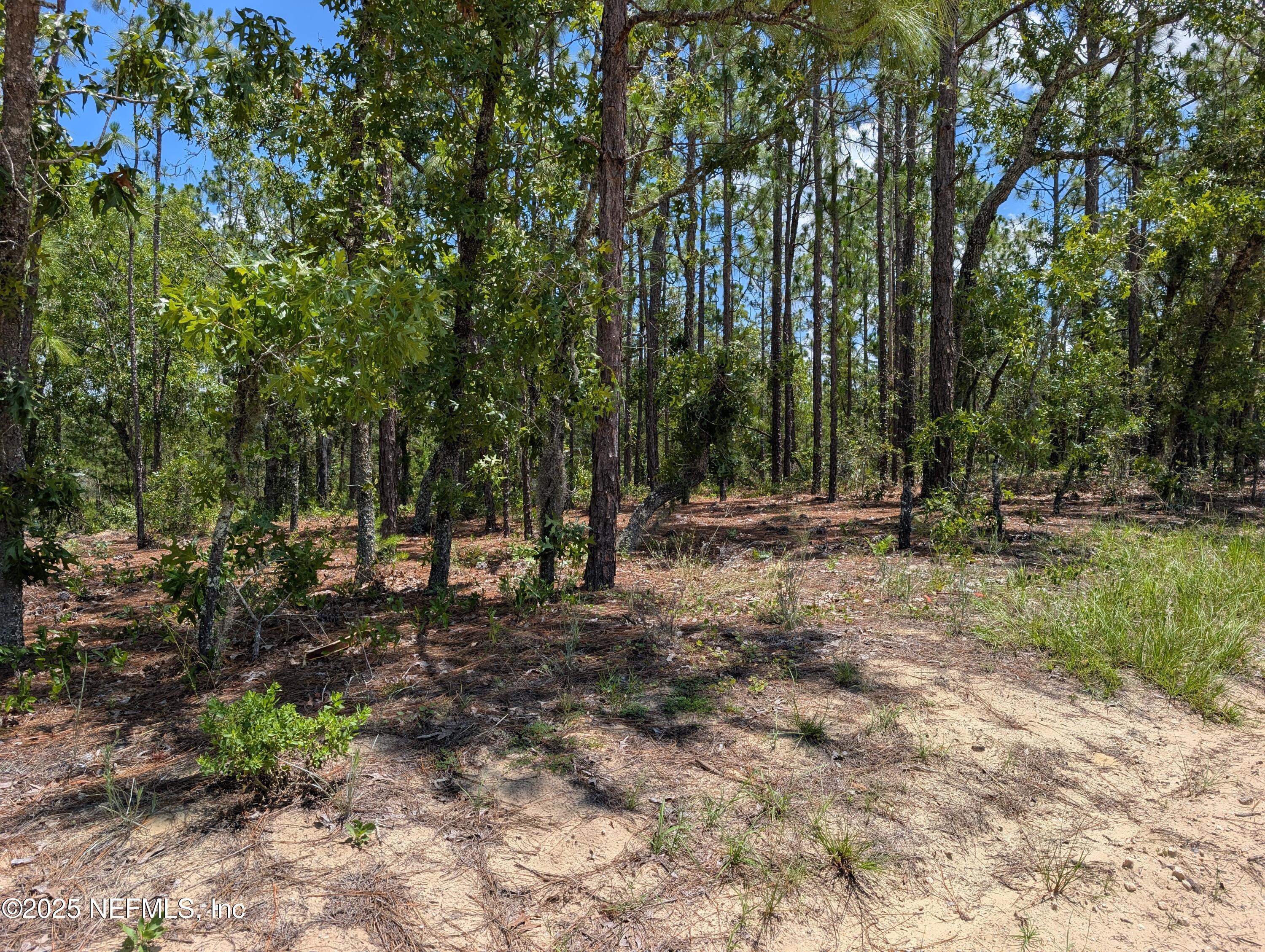 6218 Emory Avenue Keystone Heights, FL 32656 - Photo 6 of 7 a view of outdoor space with trees