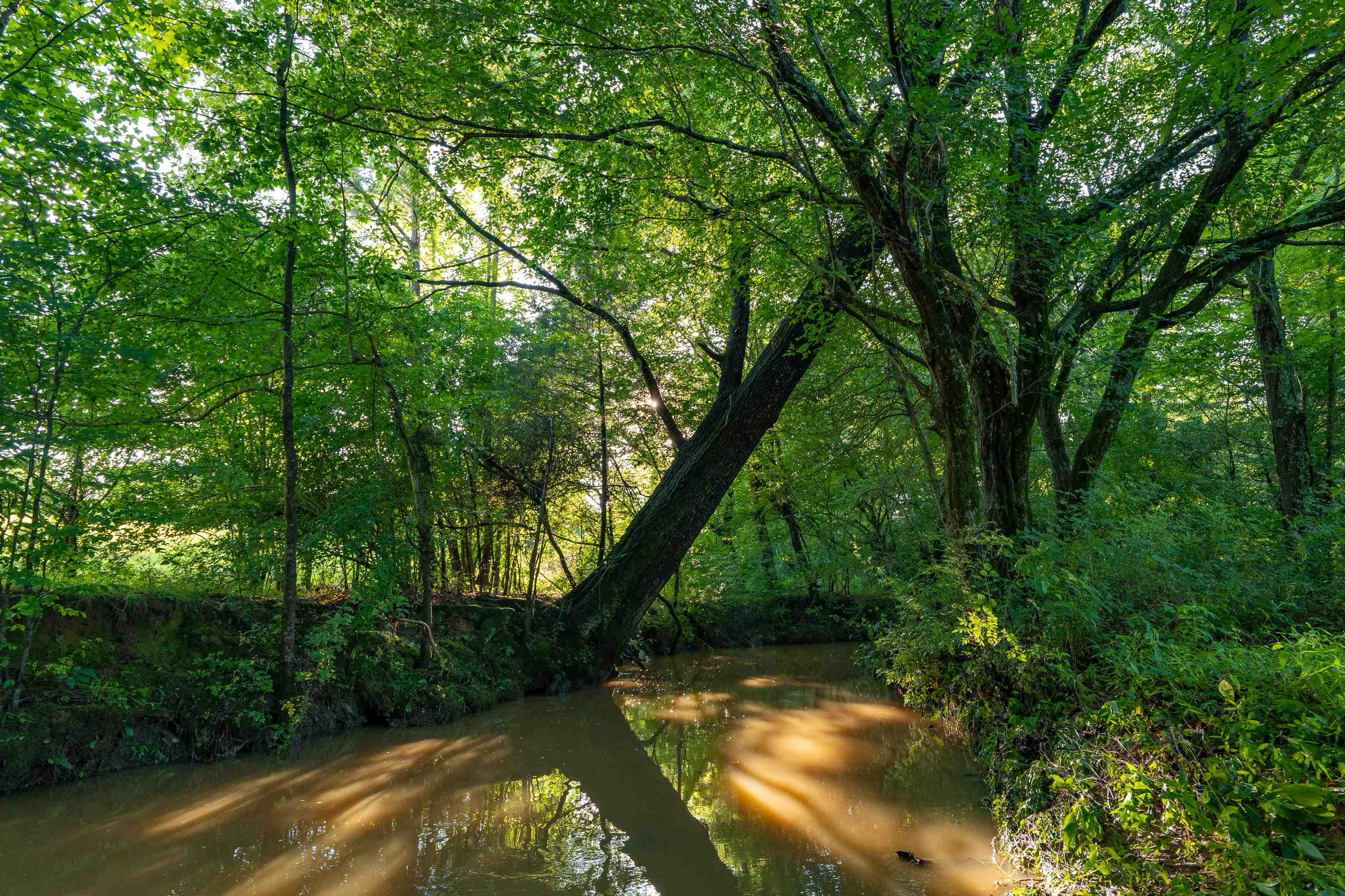 5401 Nicks Road Mebane, NC 27302 - Photo 29 of 53 a backyard of a house with lots of green space