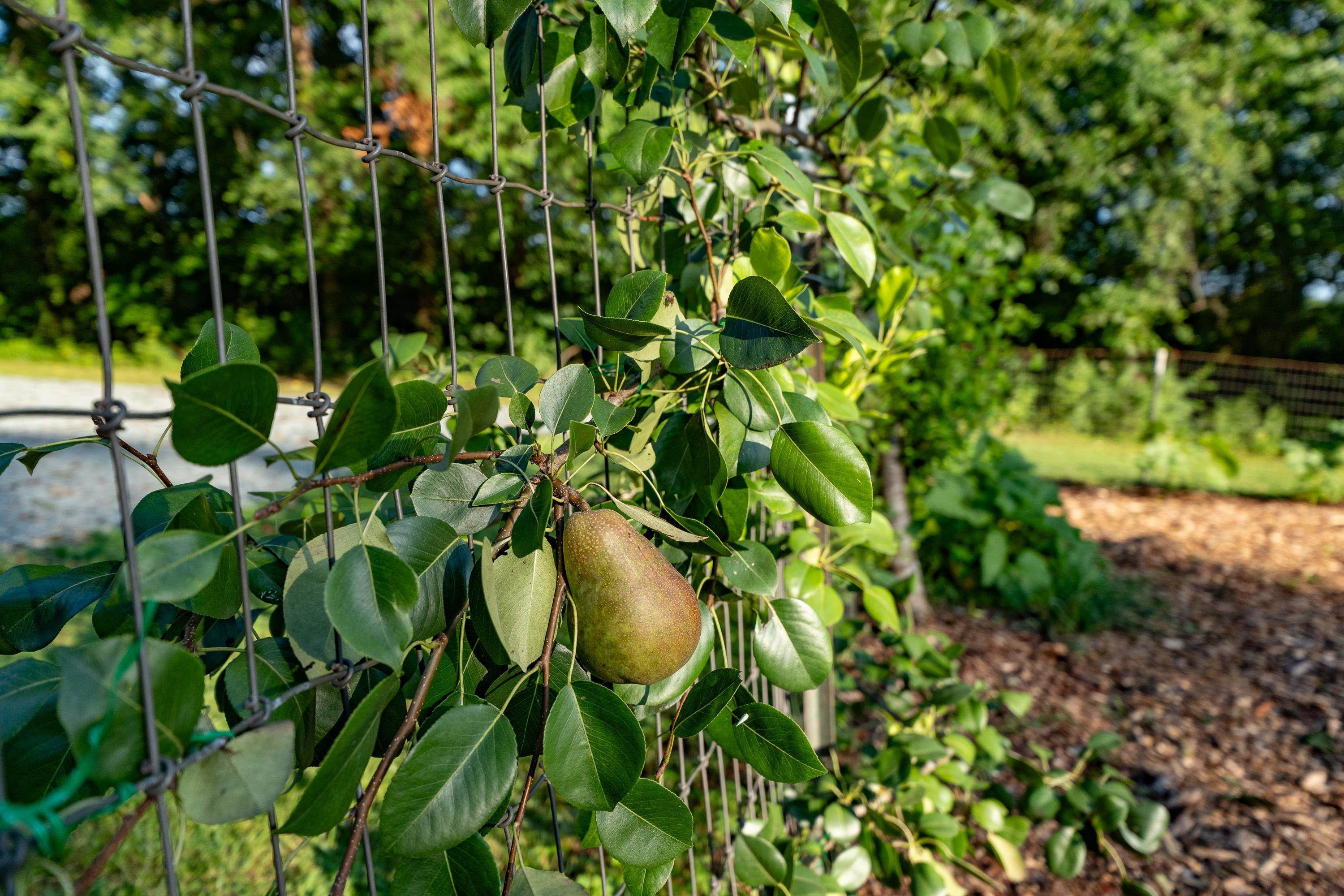 5401 Nicks Road Mebane, NC 27302 - Photo 46 of 53 a backyard of a house with lots of green space