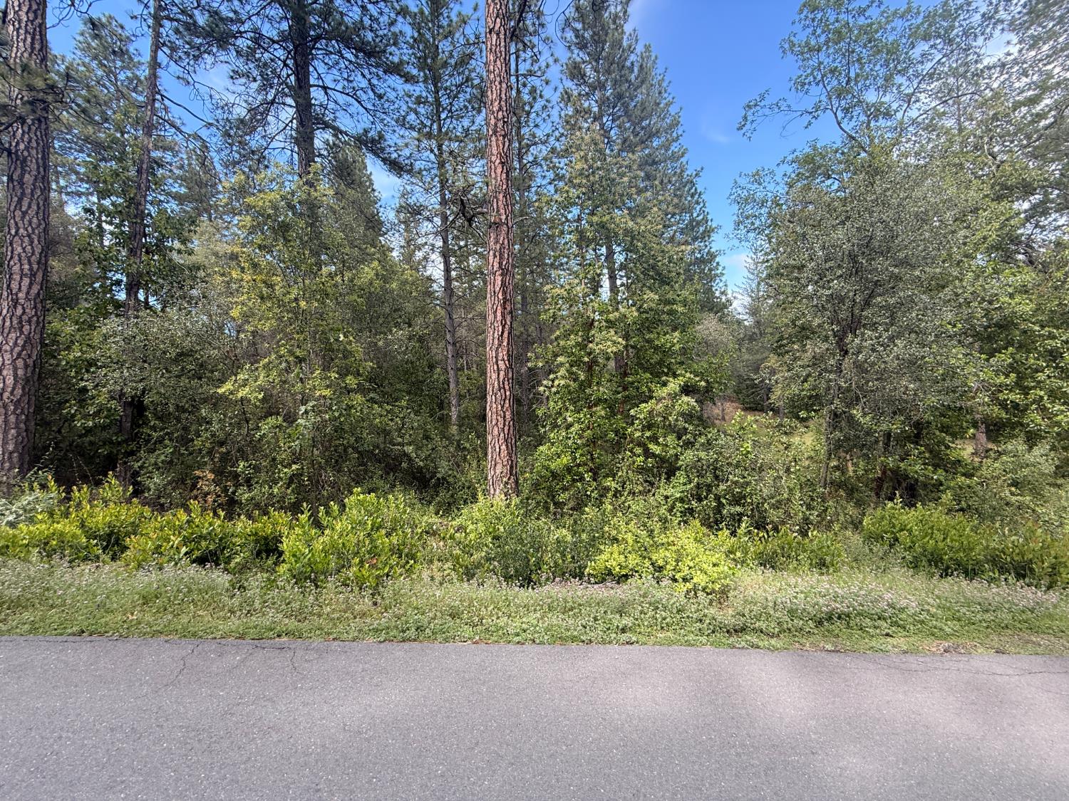 0 Manzanita Road Sutter Creek, CA 95685 - Photo 1 of 5 a view of a yard