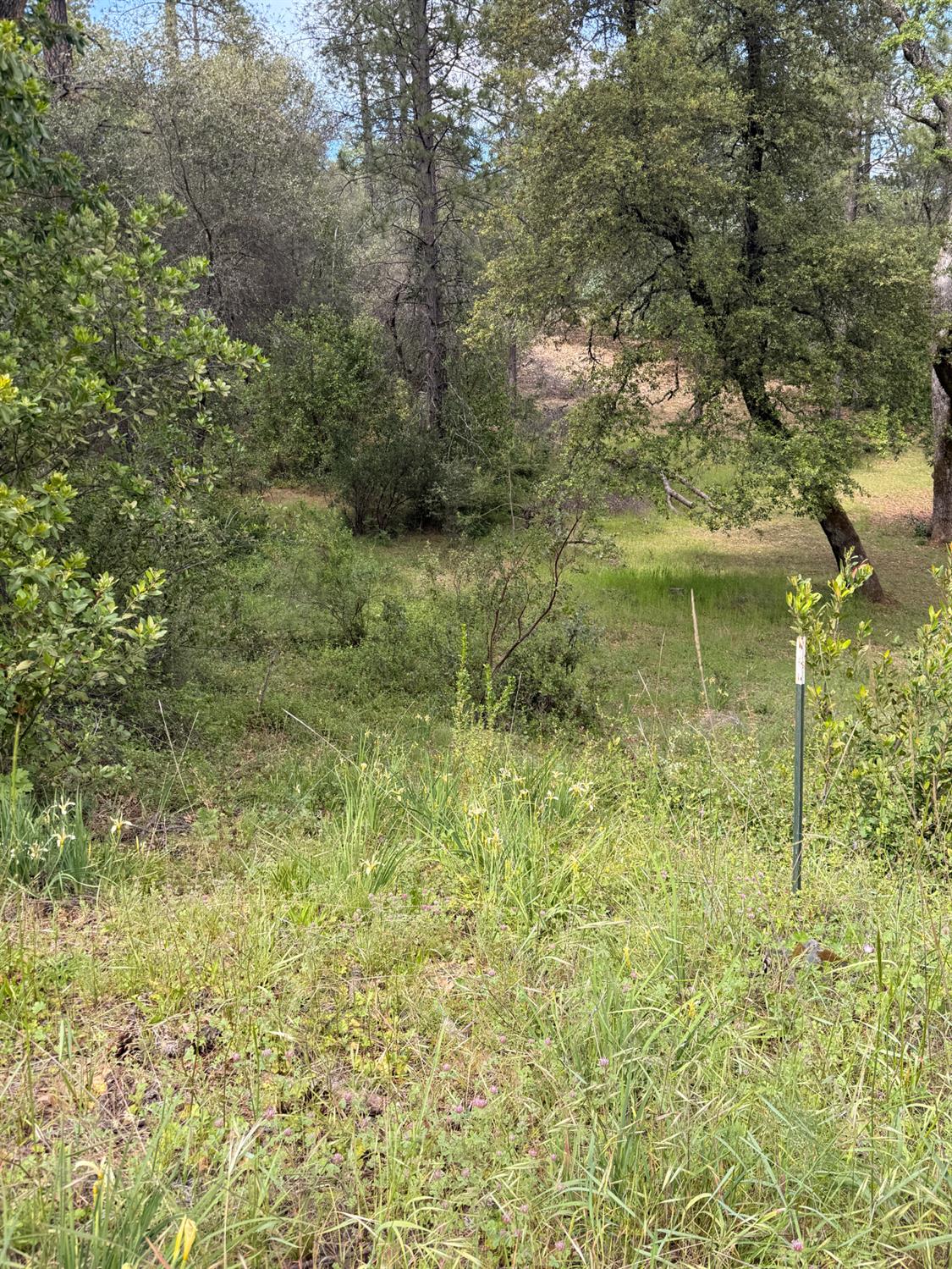 0 Manzanita Road Sutter Creek, CA 95685 - Photo 3 of 5 a view of a garden