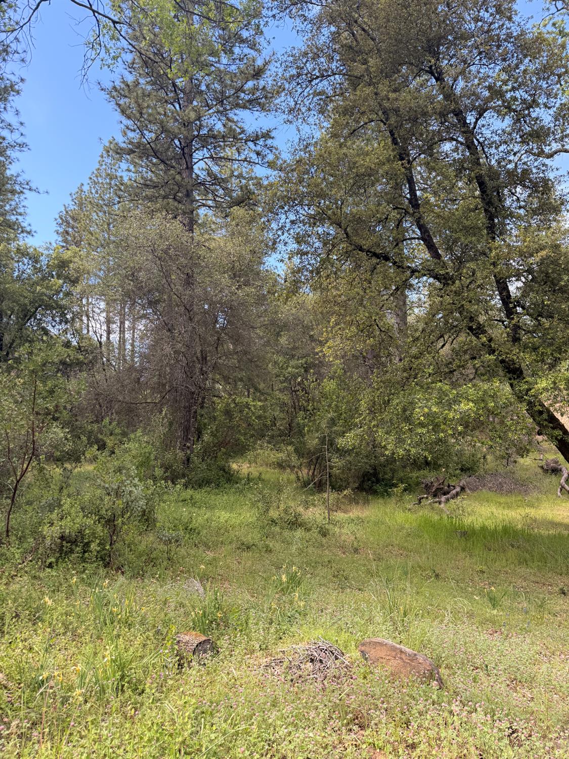 0 Manzanita Road Sutter Creek, CA 95685 - Photo 4 of 5 a view of a yard with a tree