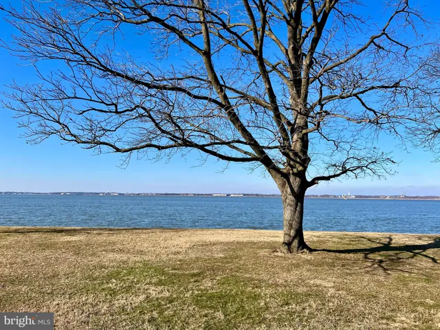 a view of a yard with an tree