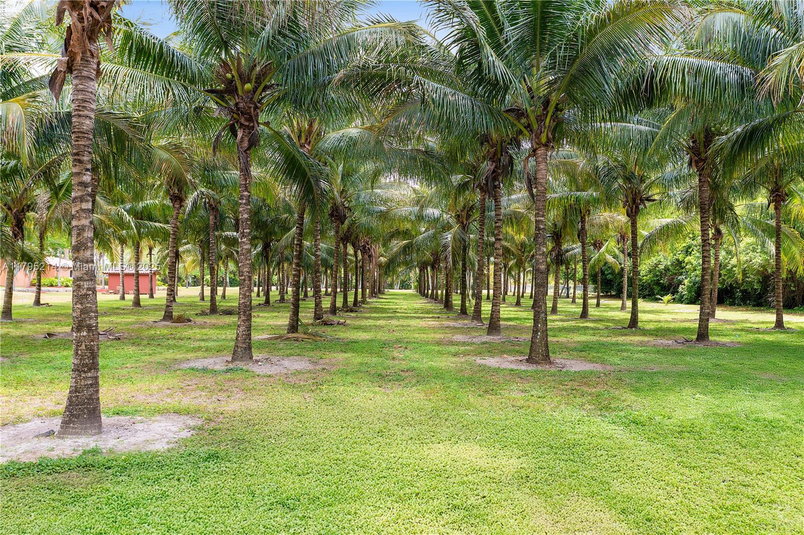 17201 Southwest 248th Street Homestead, FL 33031 - Photo 8 of 78 a view of a park with lots of palm trees
