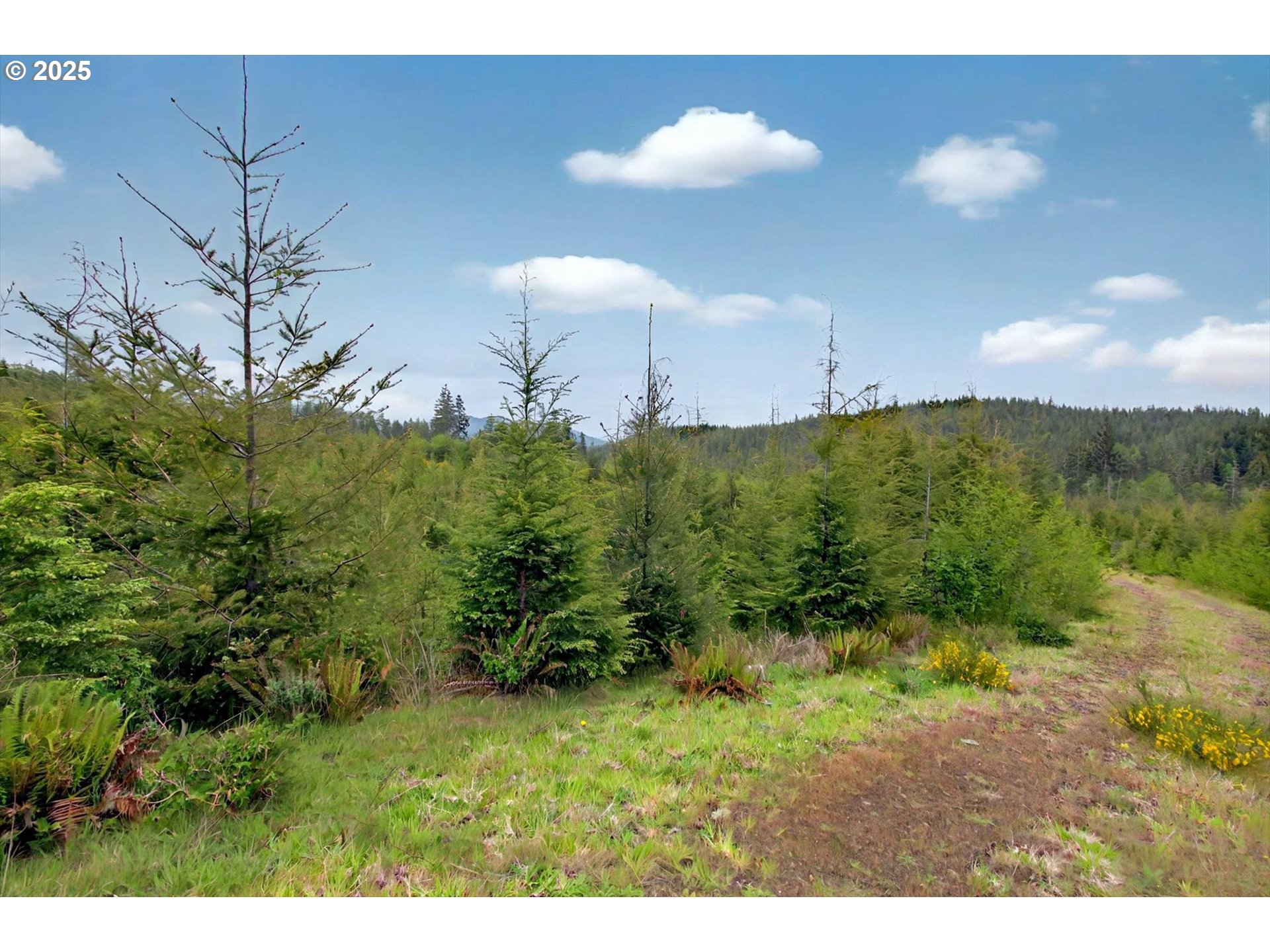 1 Parpala Road Naselle, WA 98638 - Photo 2 of 9 Acreage