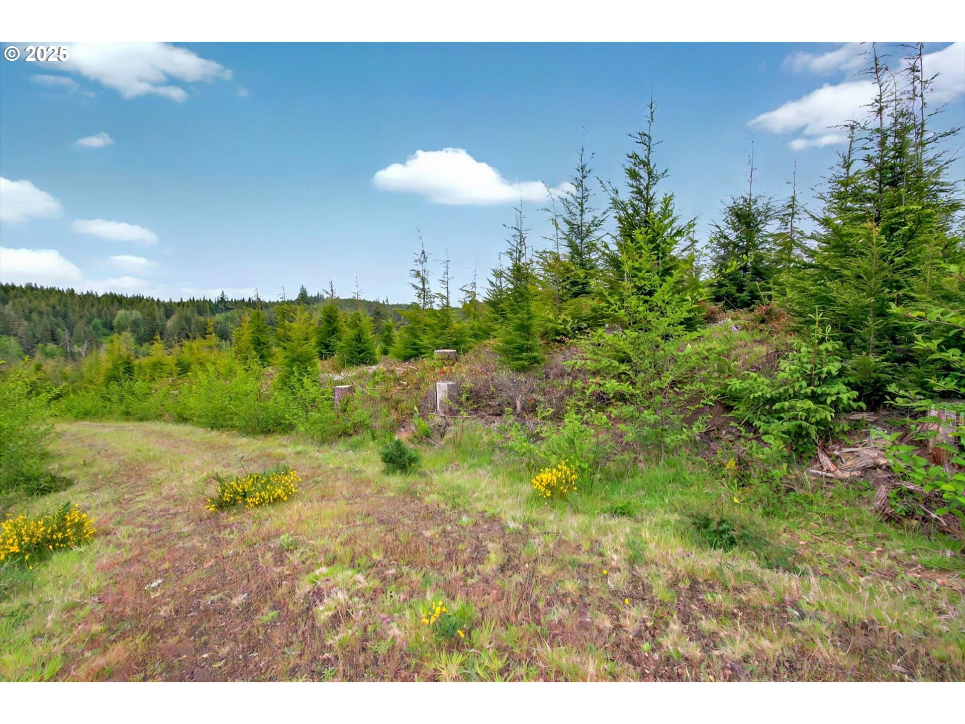 1 Parpala Road Naselle, WA 98638 - Photo 3 of 9 Acreage