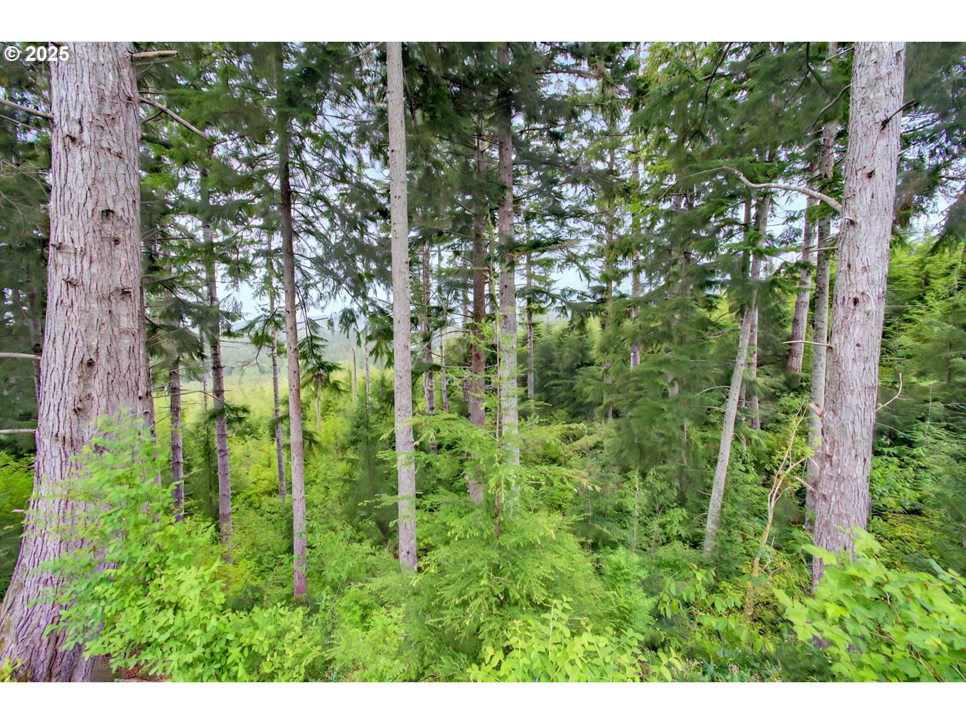 1 Parpala Road Naselle, WA 98638 - Photo 4 of 9 Acreage