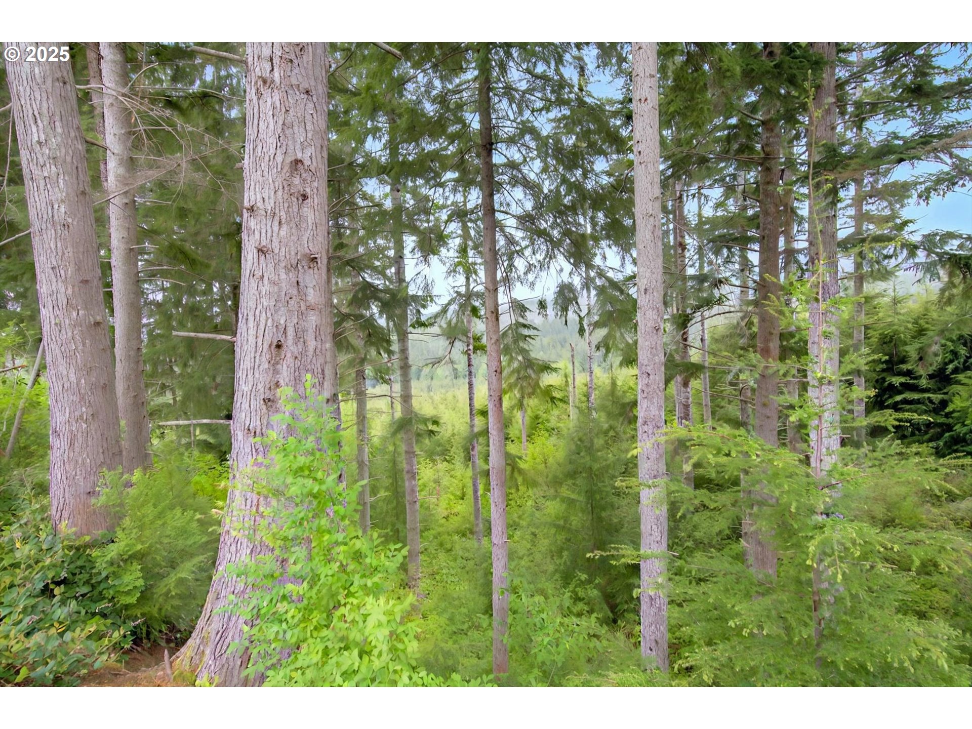 1 Parpala Road Naselle, WA 98638 - Photo 5 of 9 Acreage