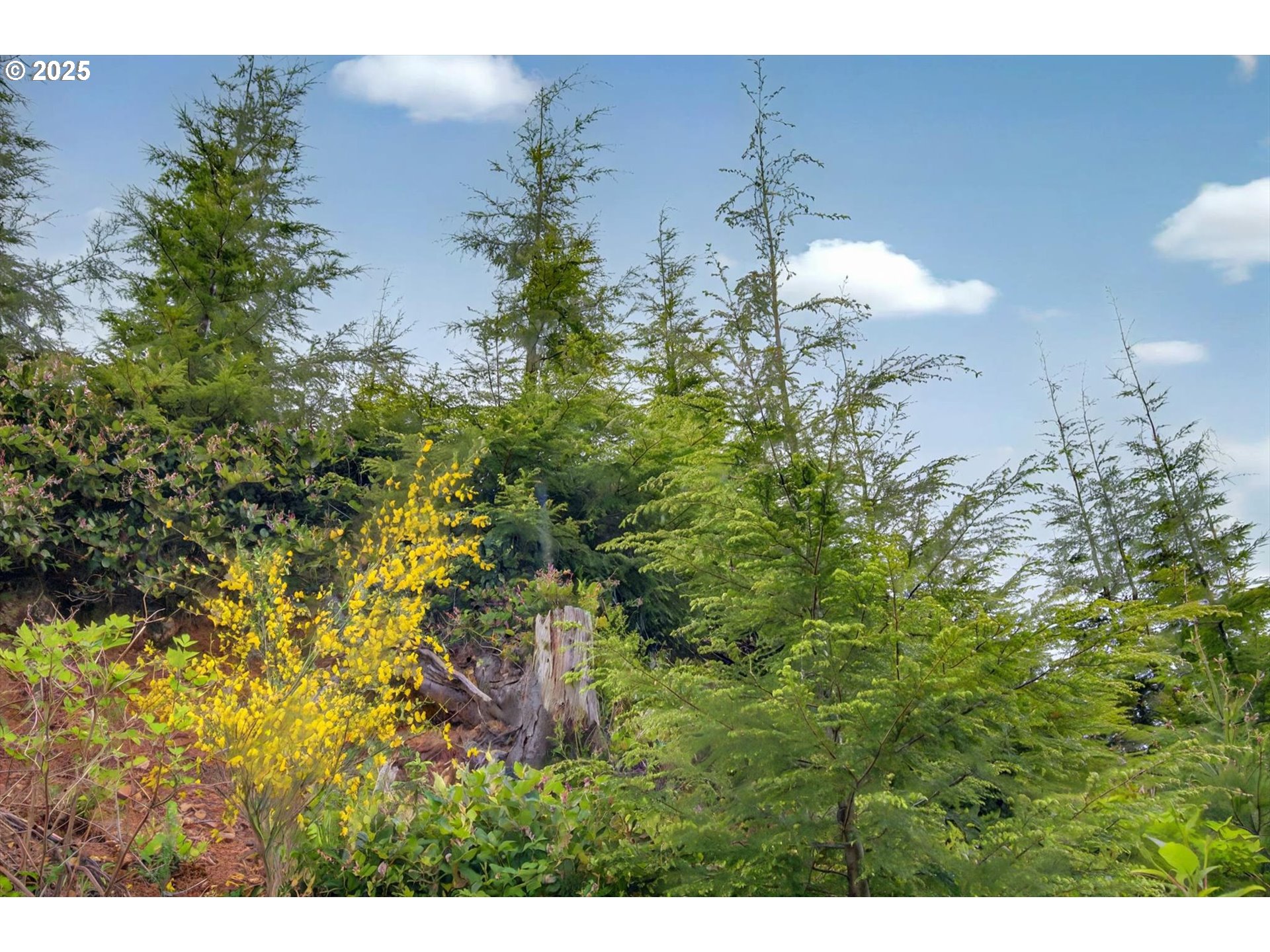 1 Parpala Road Naselle, WA 98638 - Photo 7 of 9 Acreage