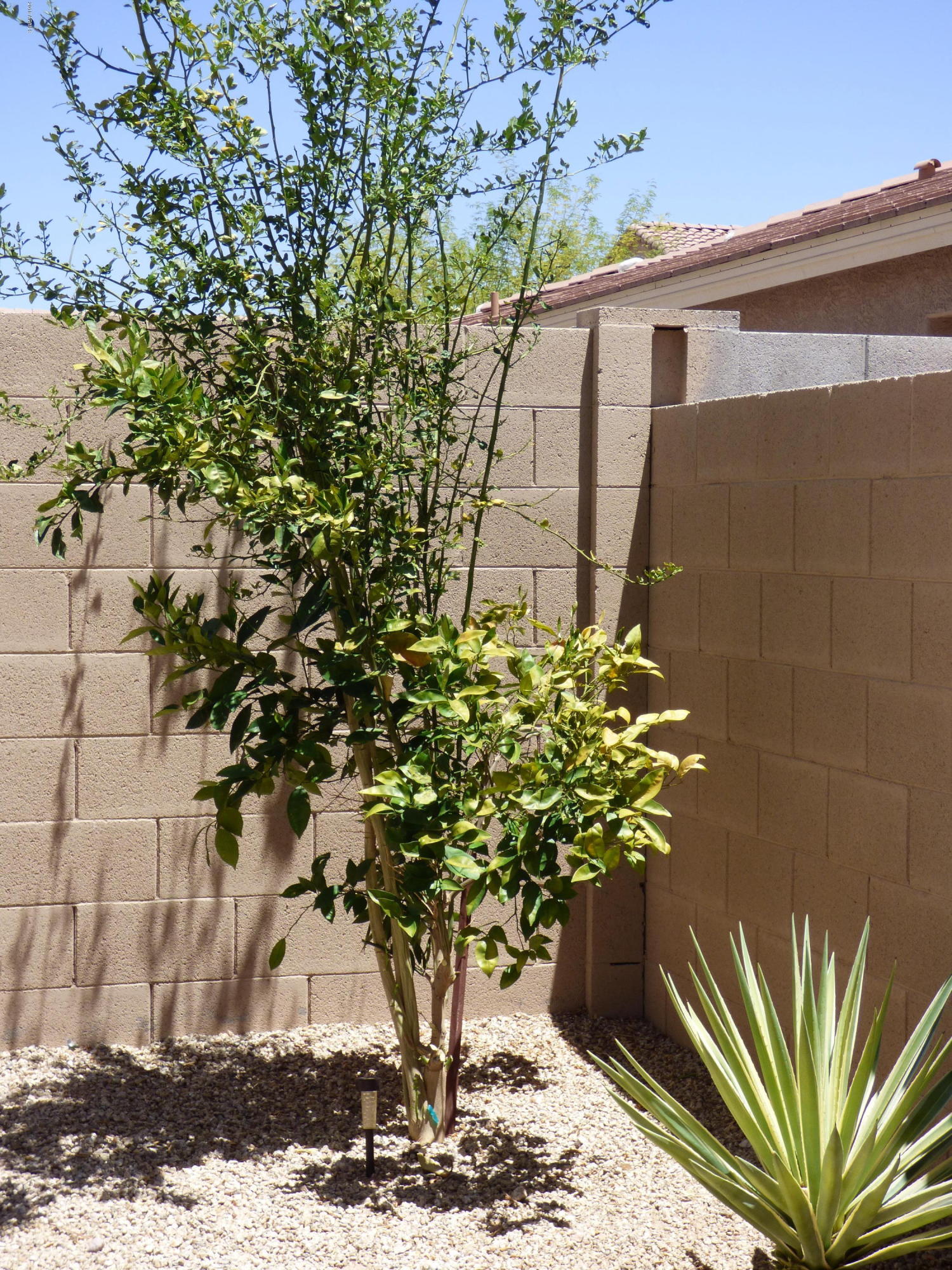 2537 South Powell Road Apache Junction, AZ 85119 - Photo 25 of 38 P1050520 (1)